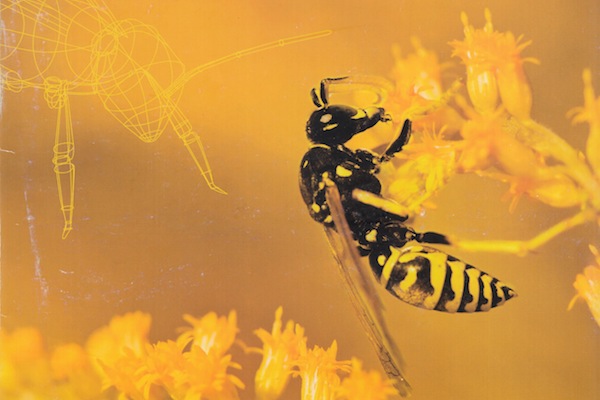 Allergies To Insect Stings